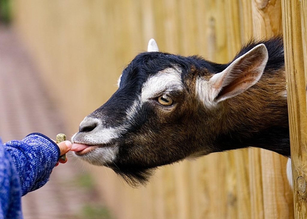 Kinderen aaien en voeren dieren op een dagje uit op de kinderboerderij in Roermond met educatieve en interactieve activiteite